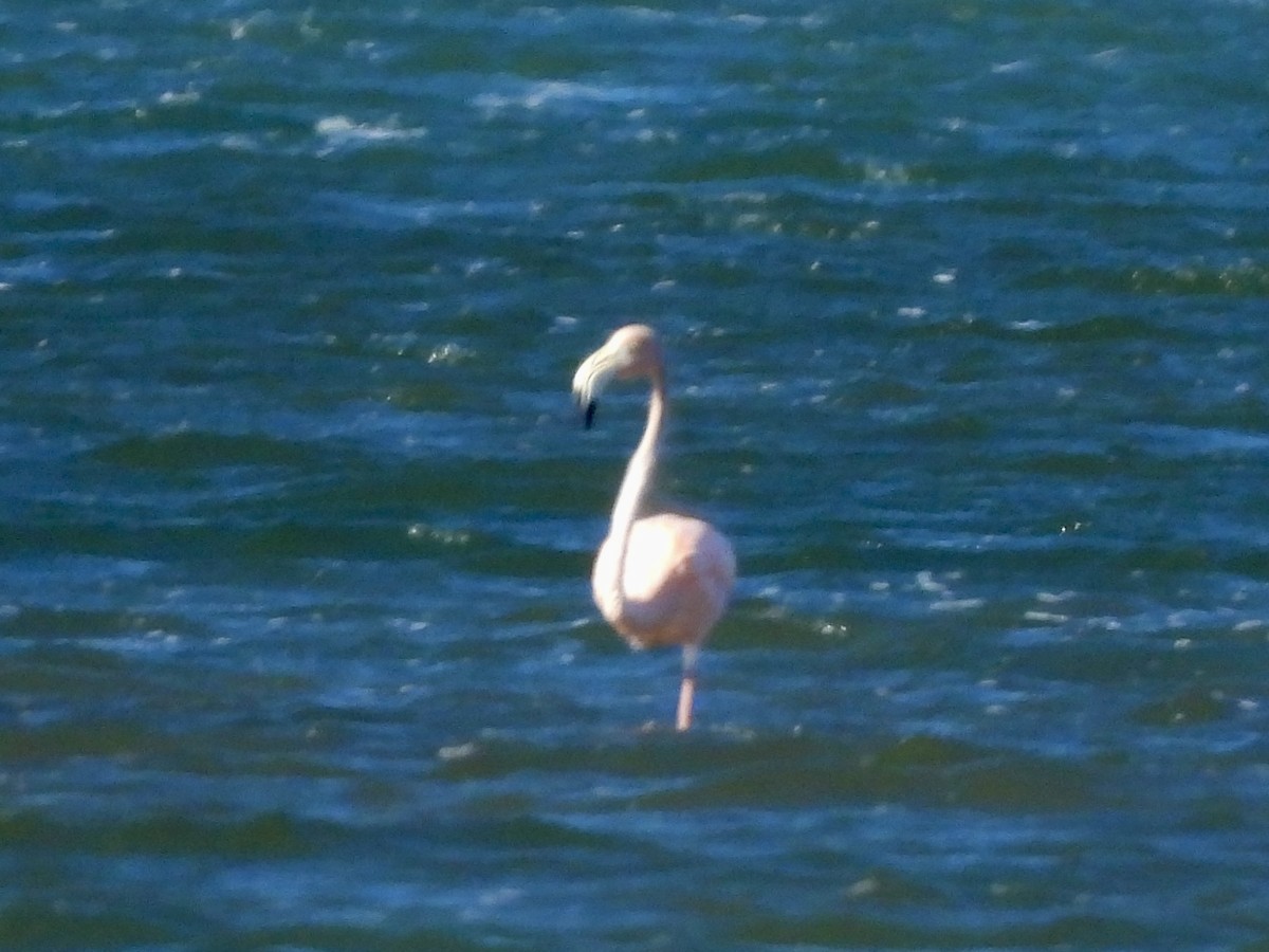 Flamant des Caraïbes - ML620285023