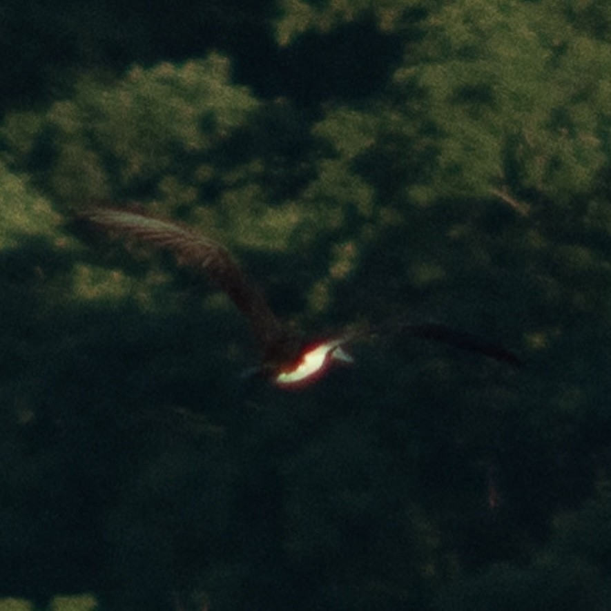 Brown Booby - ML620285028