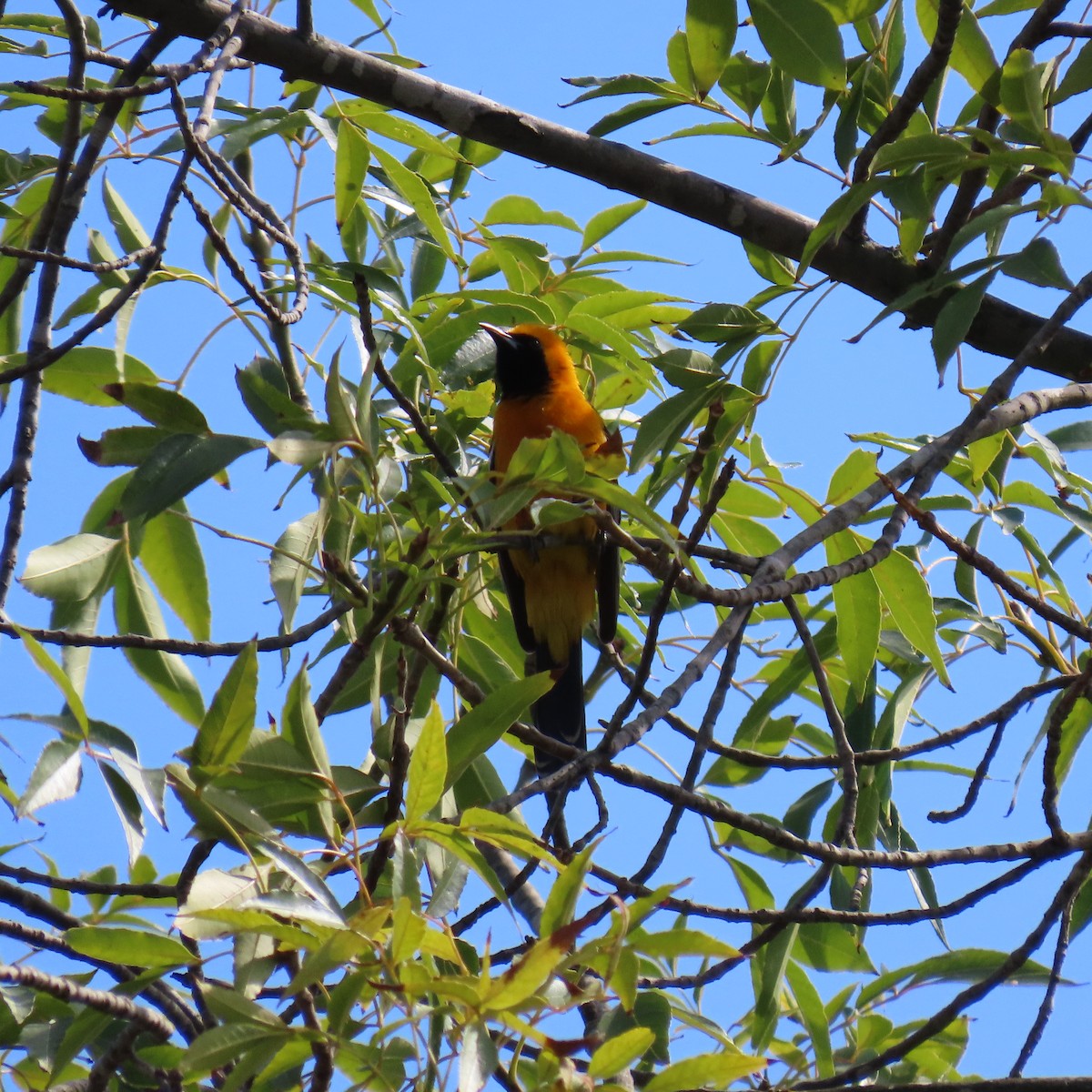 Hooded Oriole - ML620285031