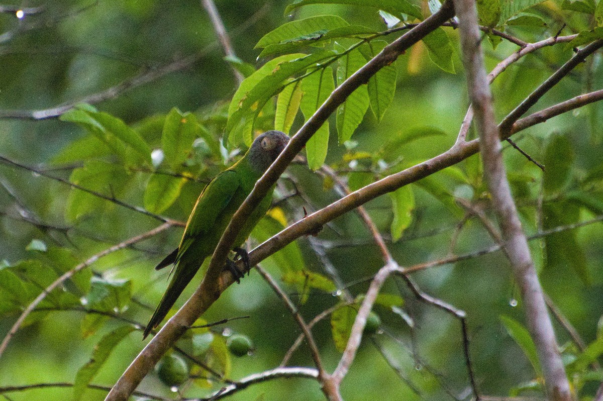 Dusky-headed Parakeet - ML620285034