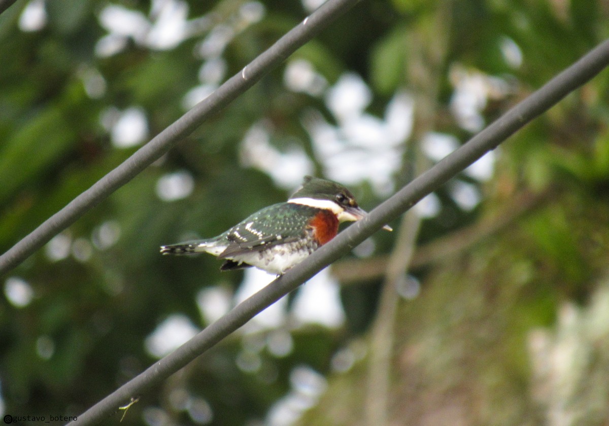 Green Kingfisher - ML620285036