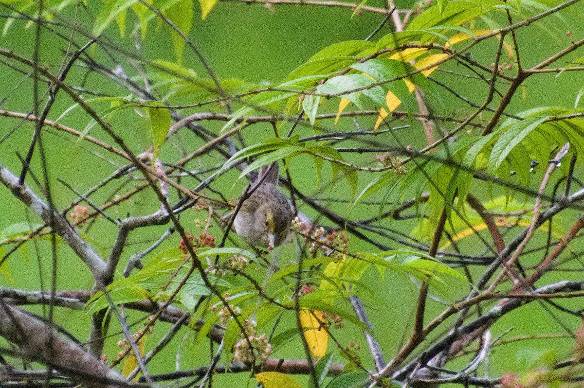 Yellow-browed Sparrow - ML620285040