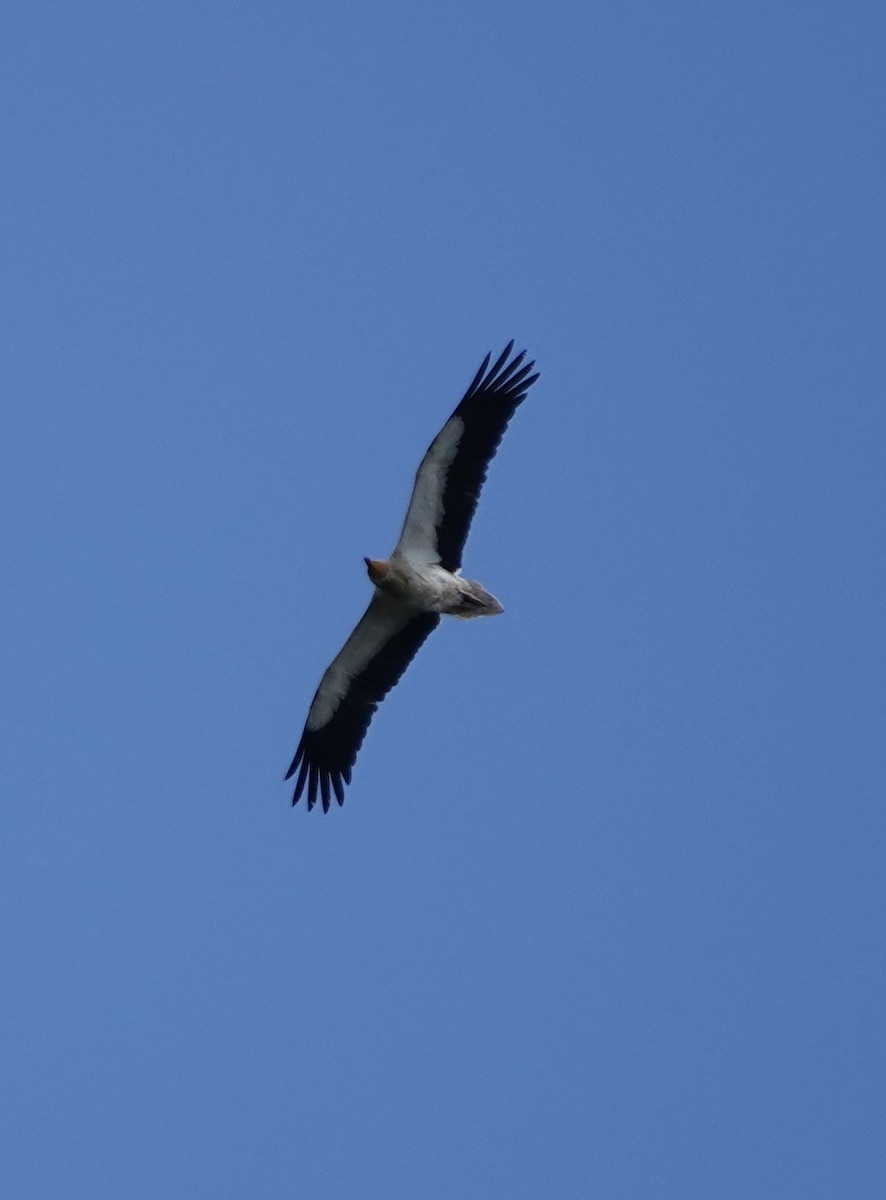 Egyptian Vulture - ML620285057