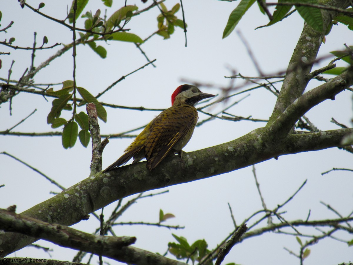 Spot-breasted Woodpecker - ML620285059