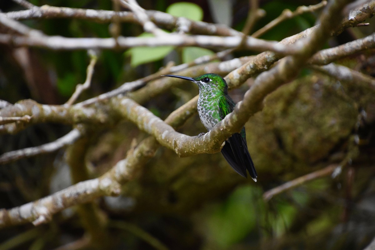 Green-crowned Brilliant - ML620285061