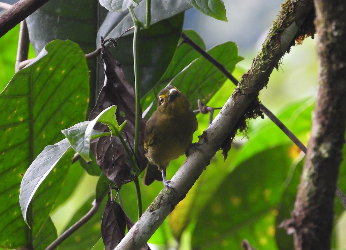 Lemon-spectacled Tanager - ML620285064