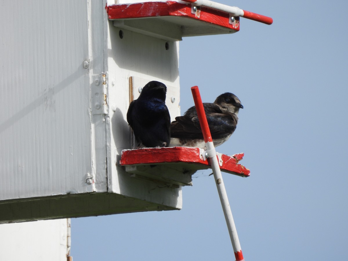 Purple Martin - ML620285065