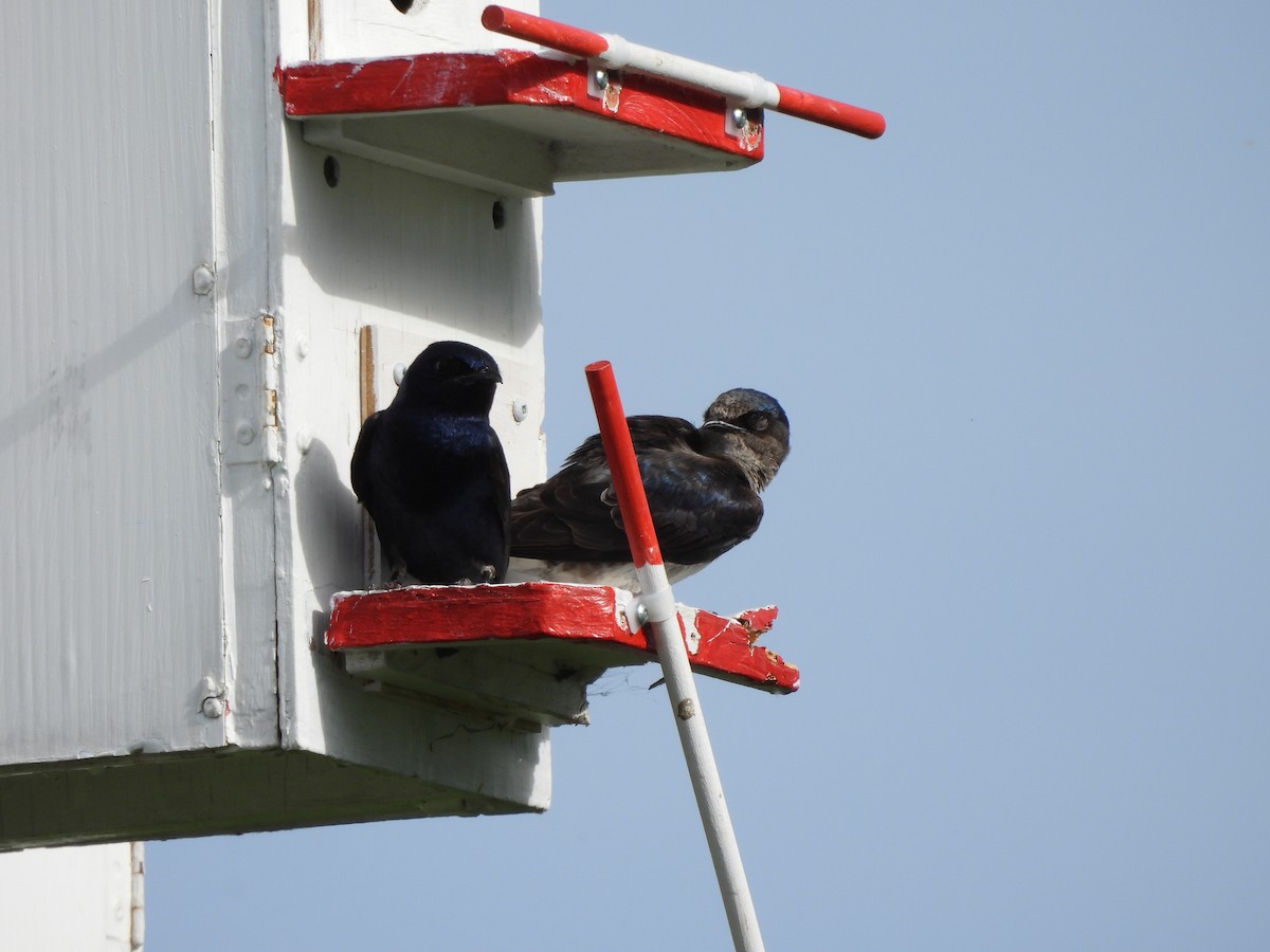 Purple Martin - ML620285069