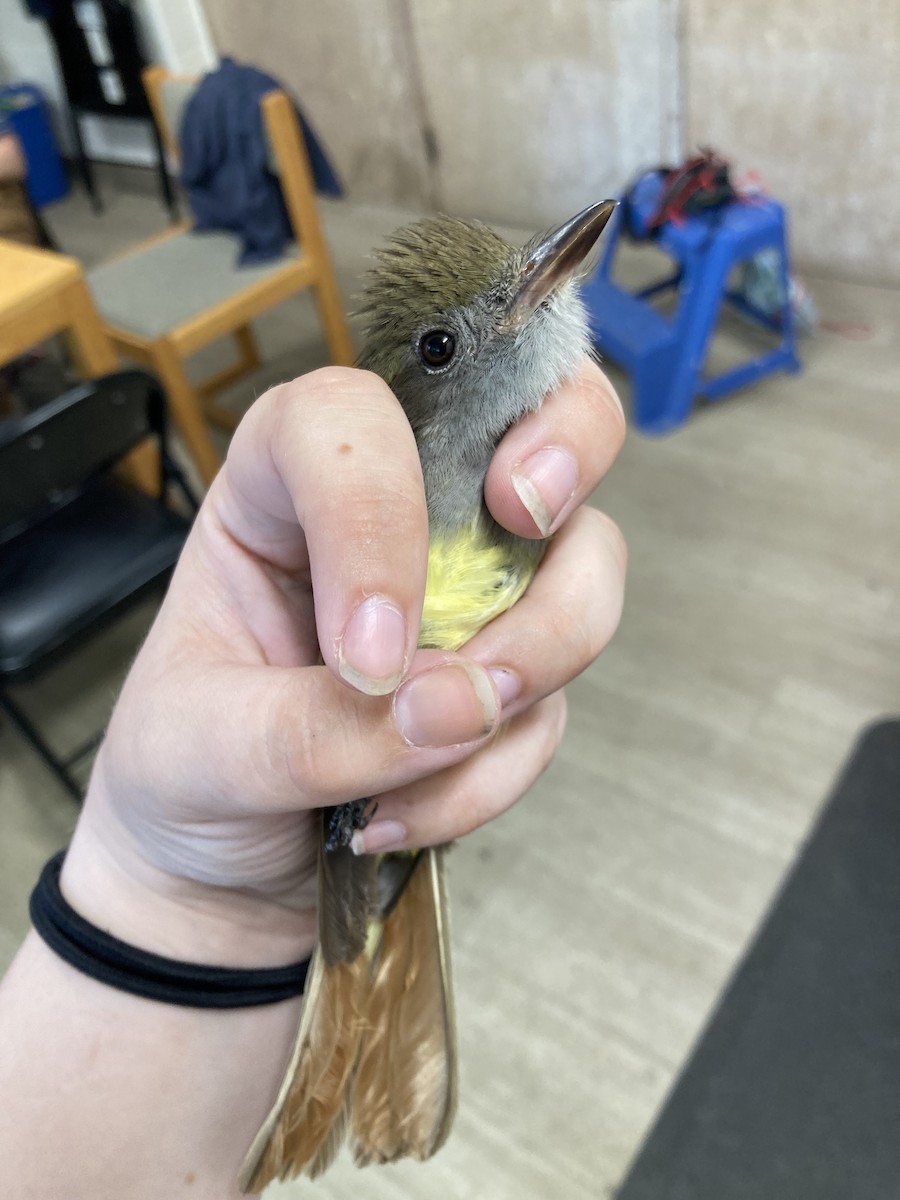 Great Crested Flycatcher - ML620285071