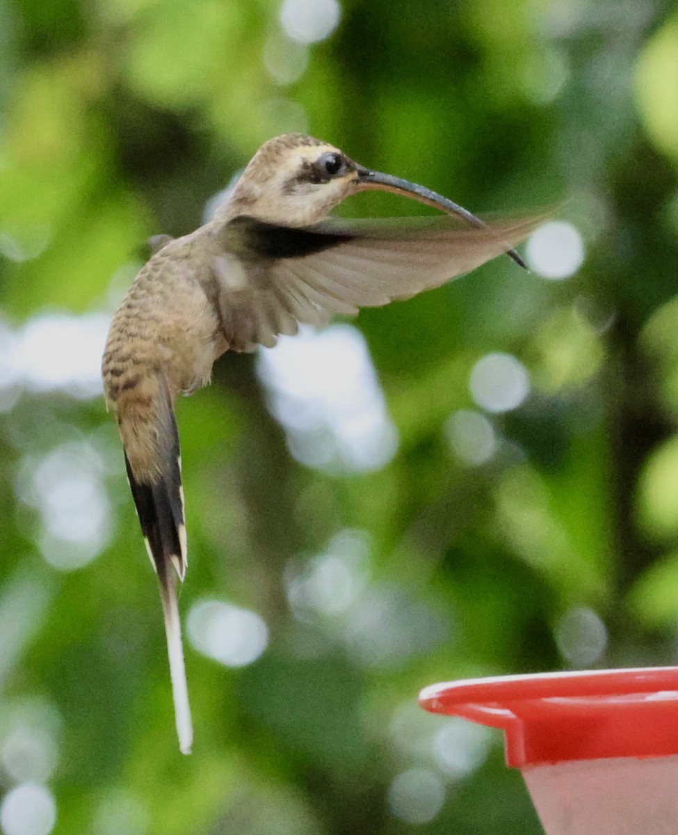 Длинноклювый колибри-отшельник - ML620285076