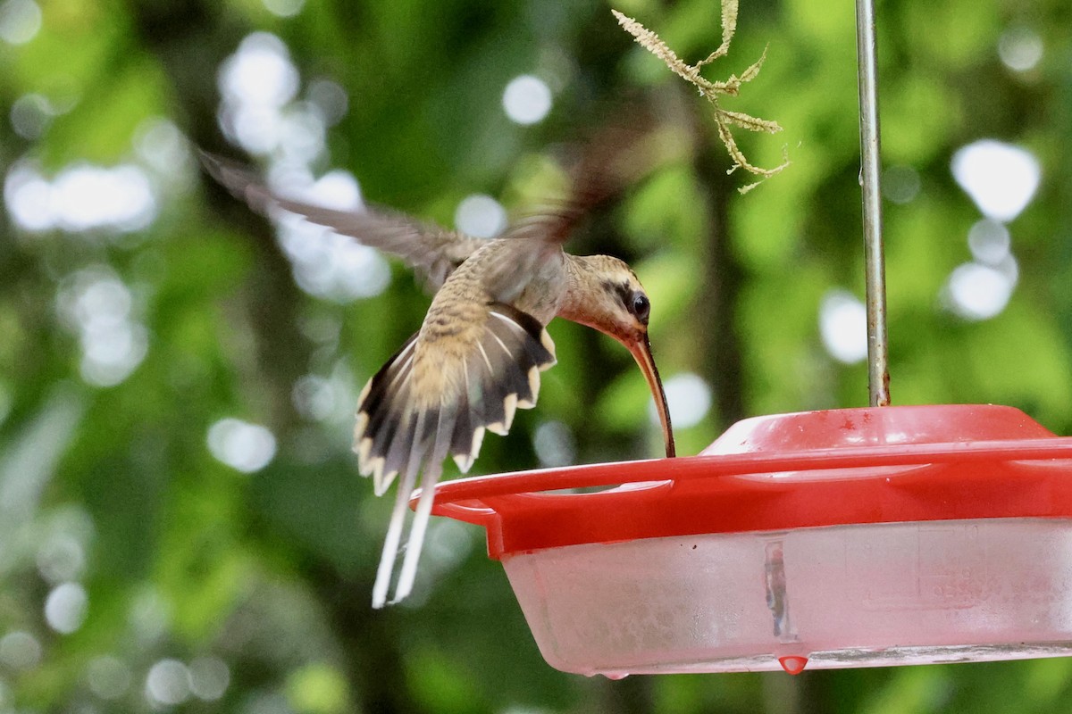 Long-billed Hermit - ML620285077