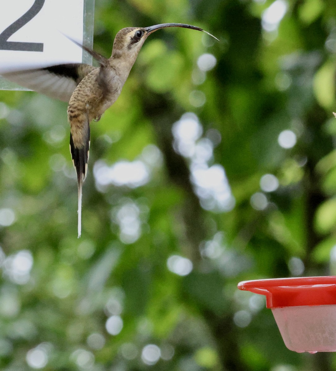 Long-billed Hermit - ML620285078