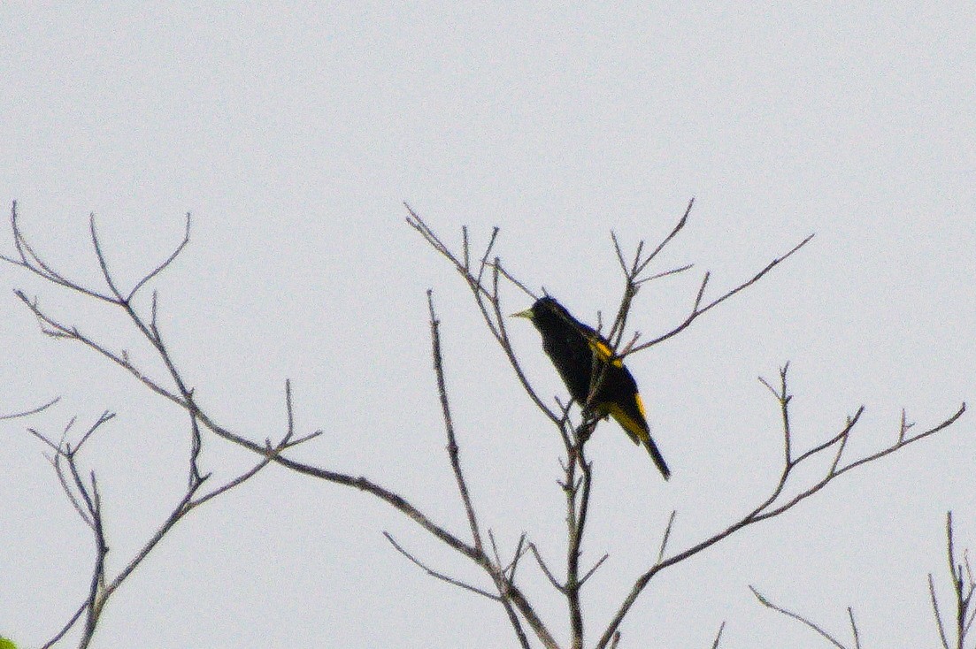 Yellow-rumped Cacique - ML620285079