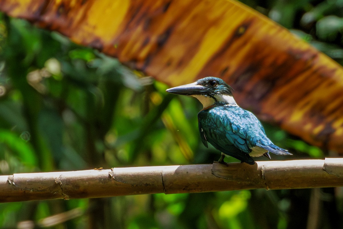 Martin-pêcheur d'Amazonie - ML620285080