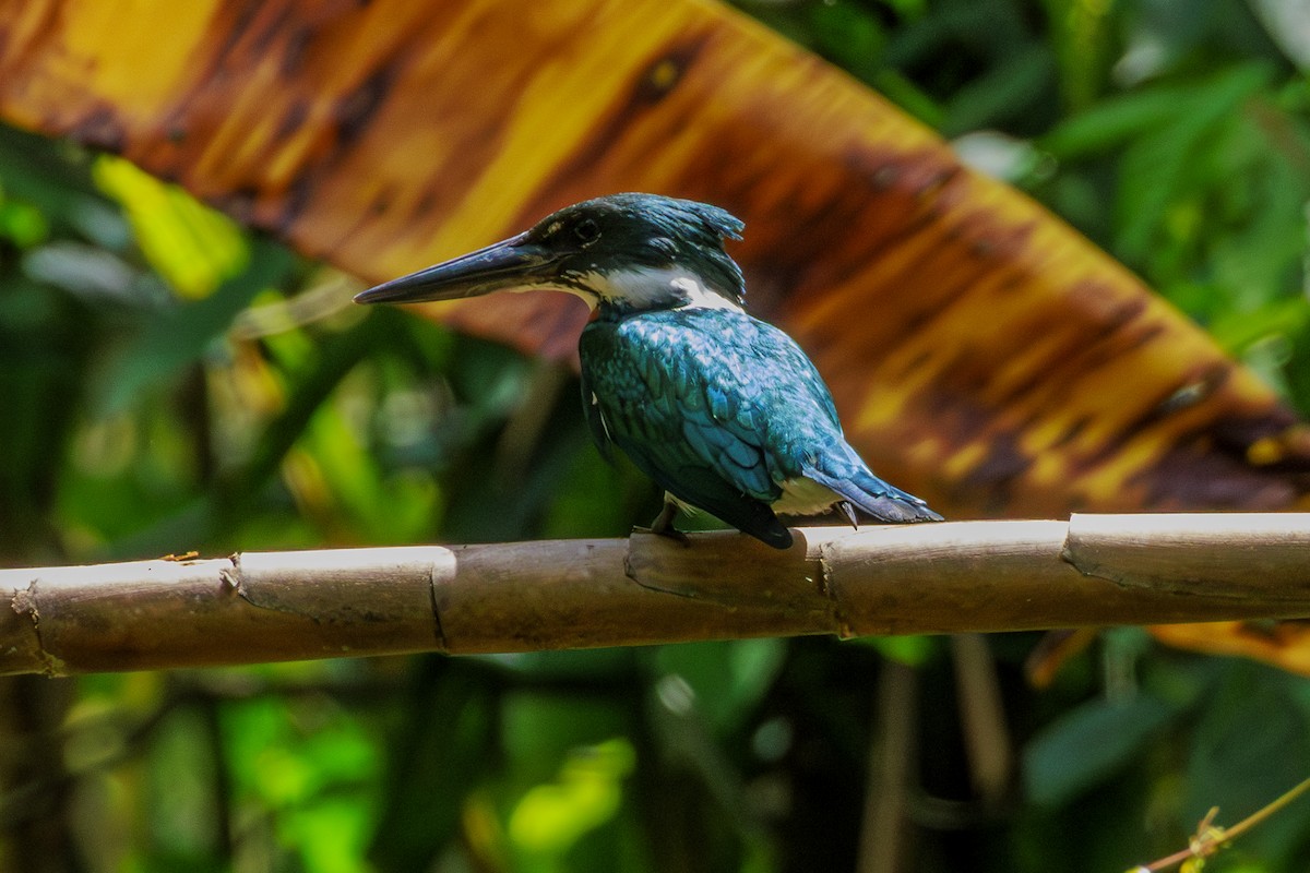 Amazon Kingfisher - Frank Dietze