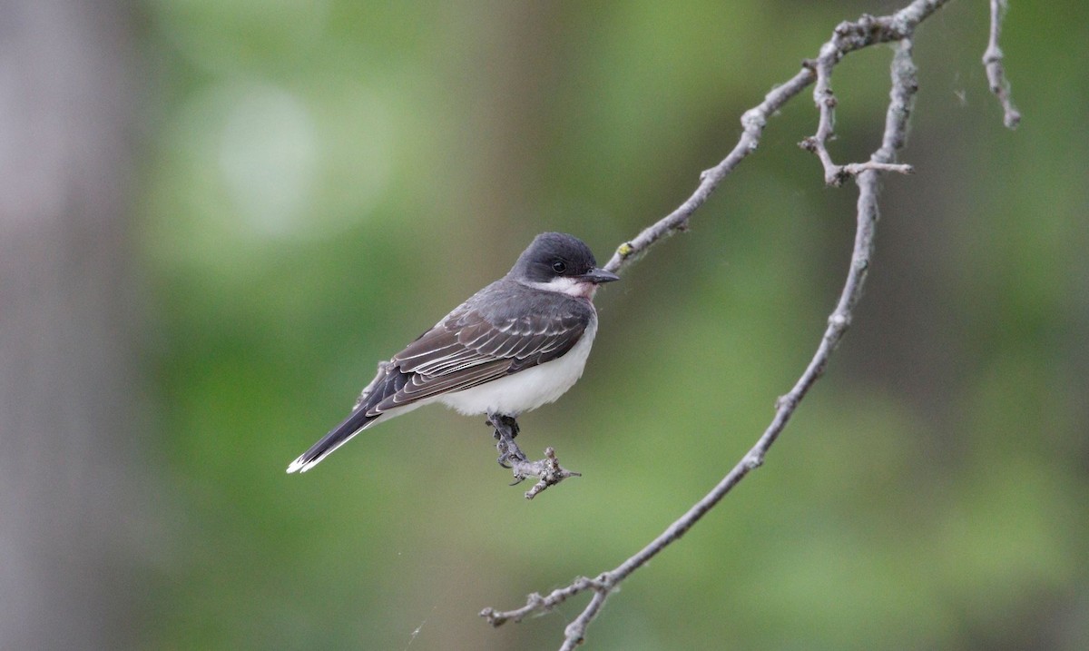 Eastern Kingbird - ML620285082