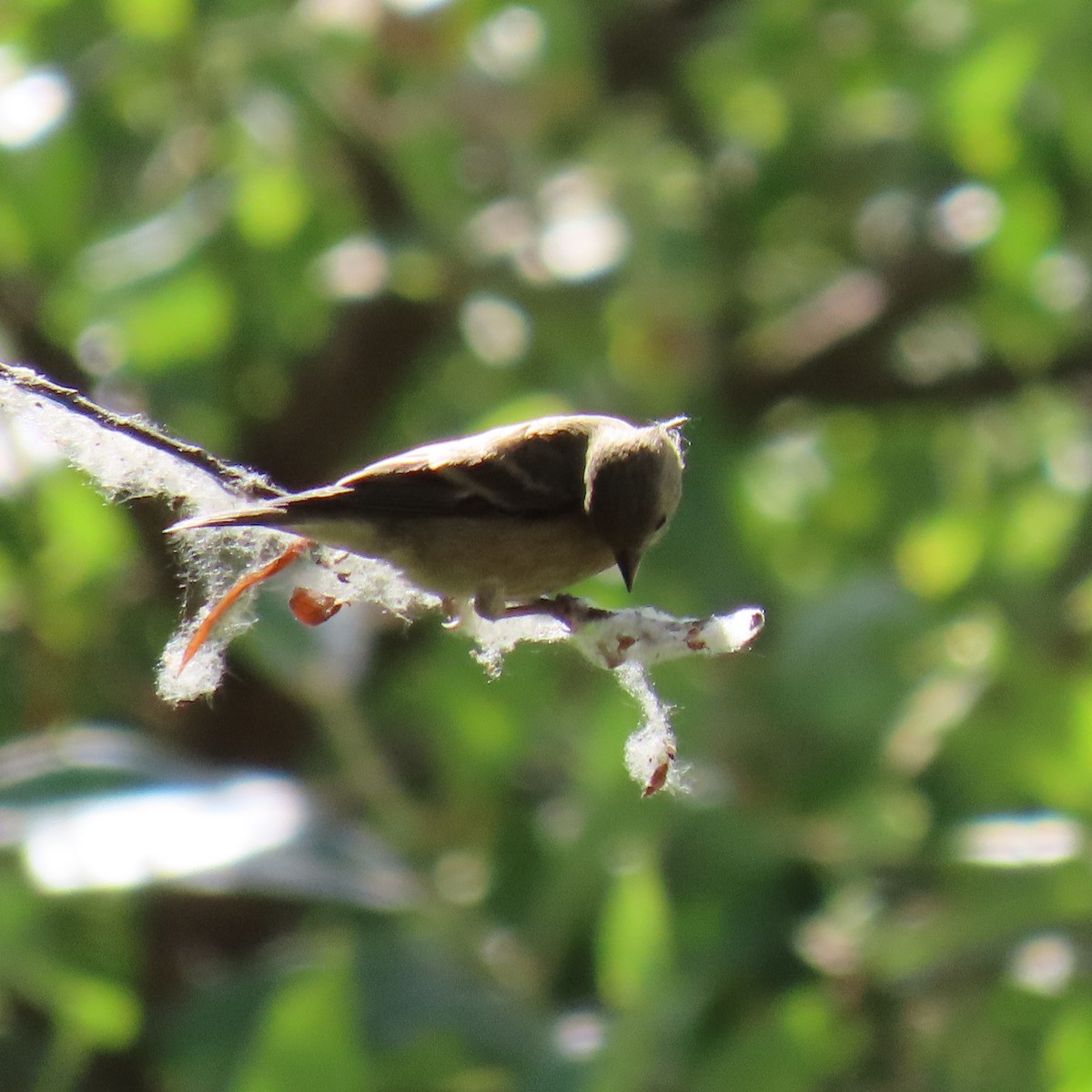 Lesser Goldfinch - ML620285084