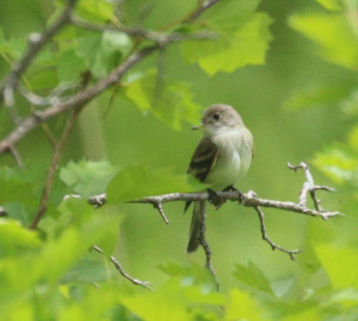 Willow Flycatcher - ML620285086