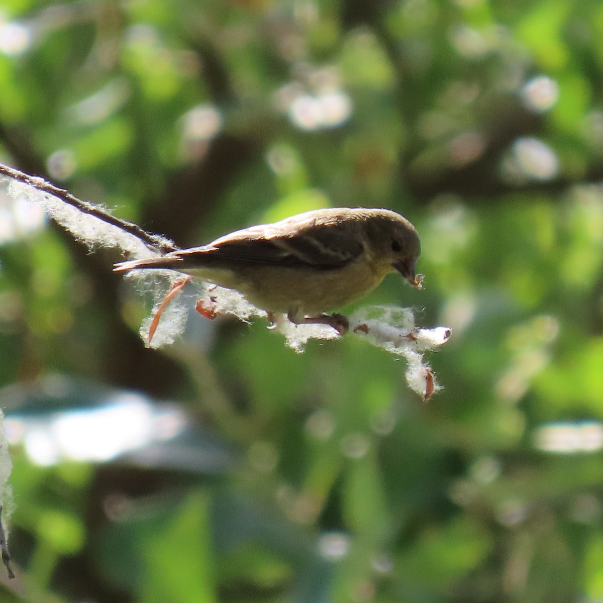 Lesser Goldfinch - ML620285087