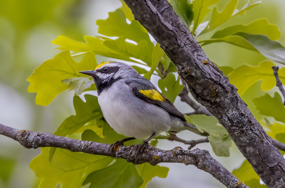 Golden-winged Warbler - ML620285089