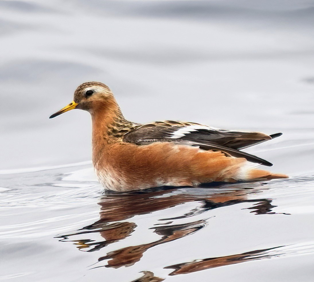 Red Phalarope - ML620285090