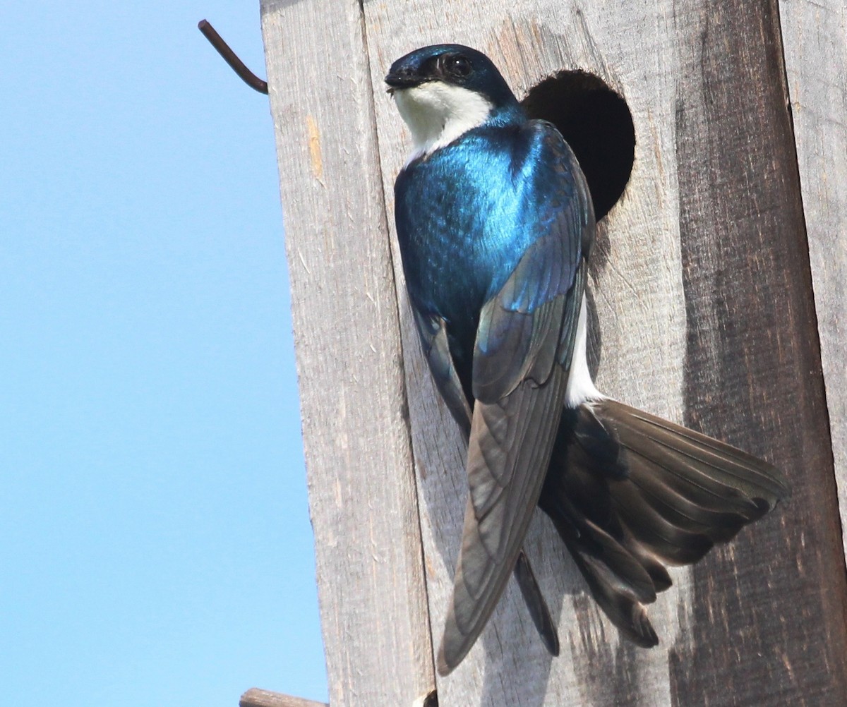 Tree Swallow - ML620285091