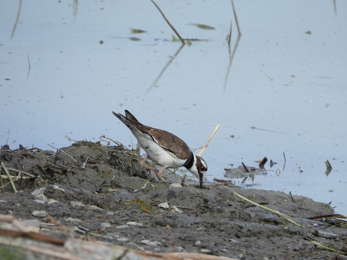 Killdeer - Francois Lampron