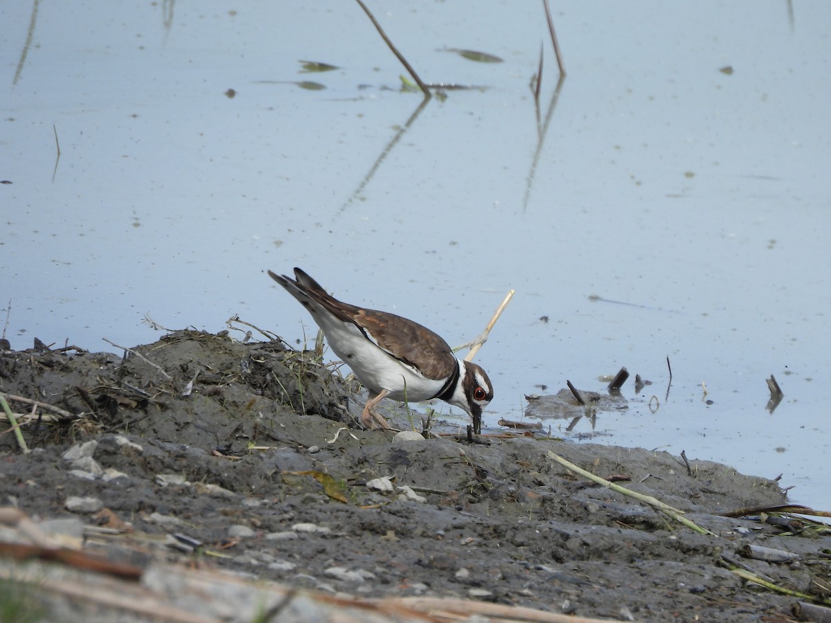 Killdeer - Francois Lampron