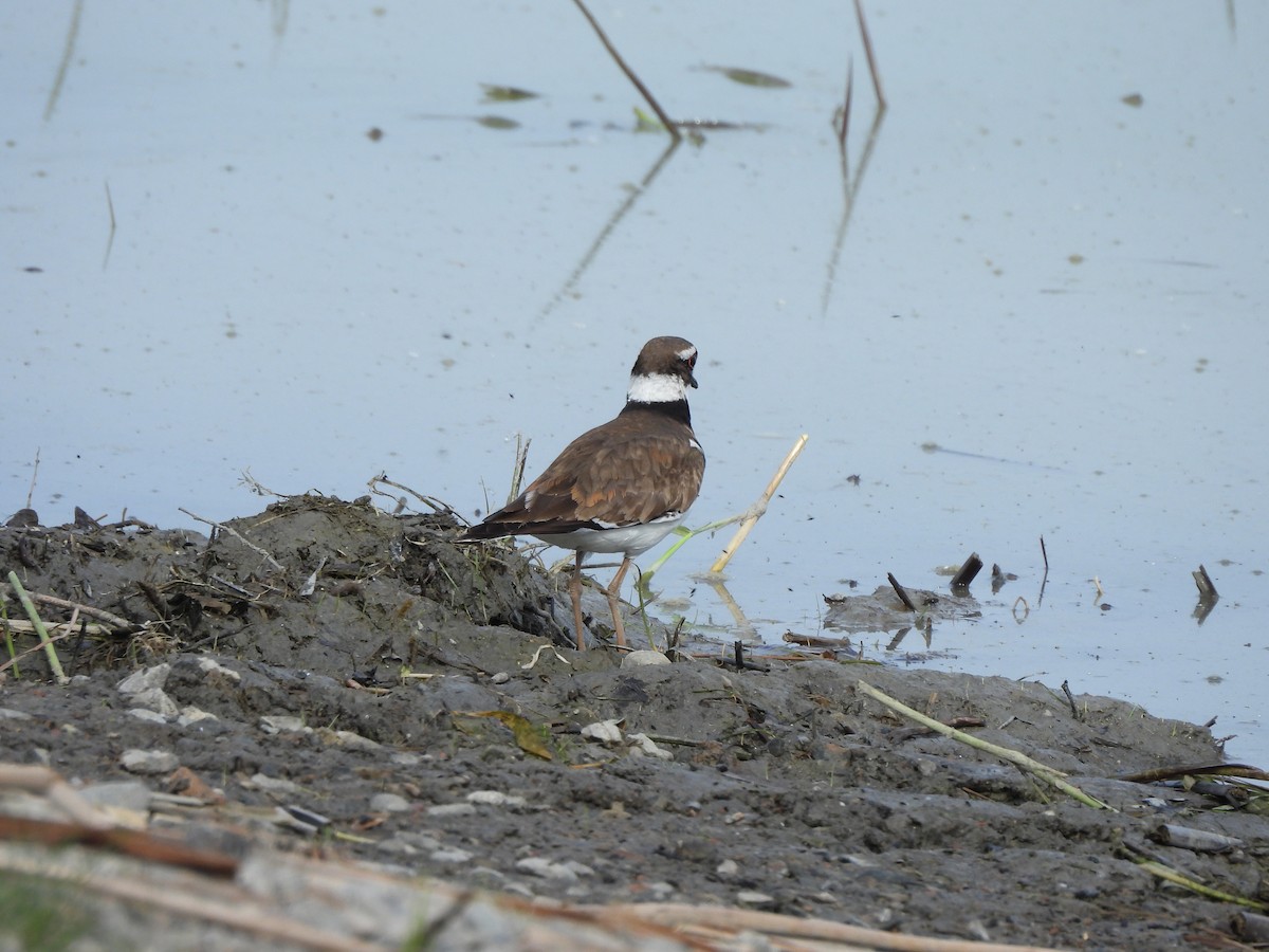 Killdeer - ML620285094