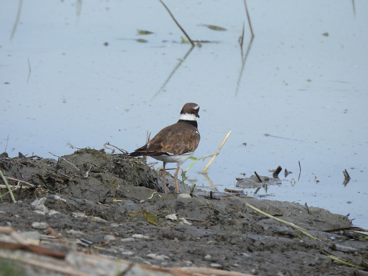 Killdeer - ML620285095