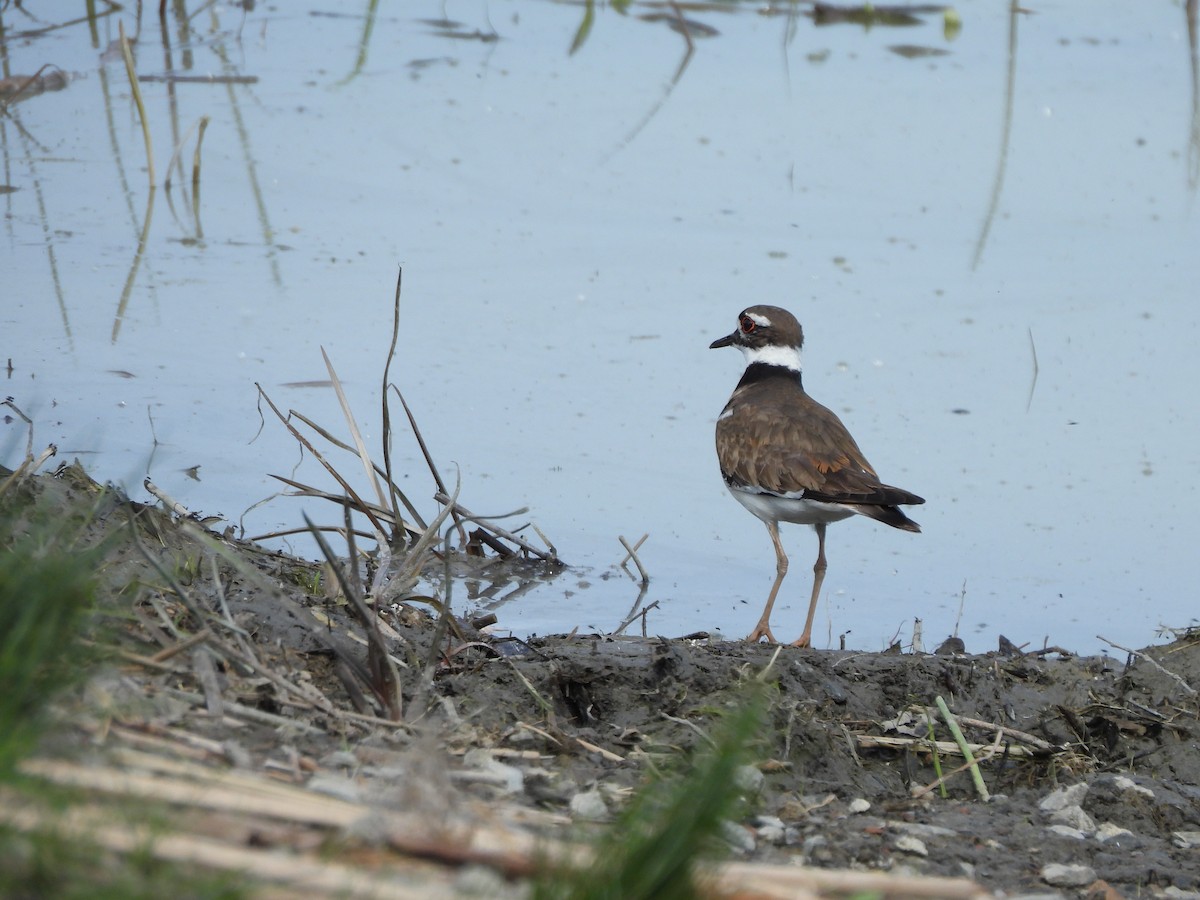 Killdeer - ML620285097