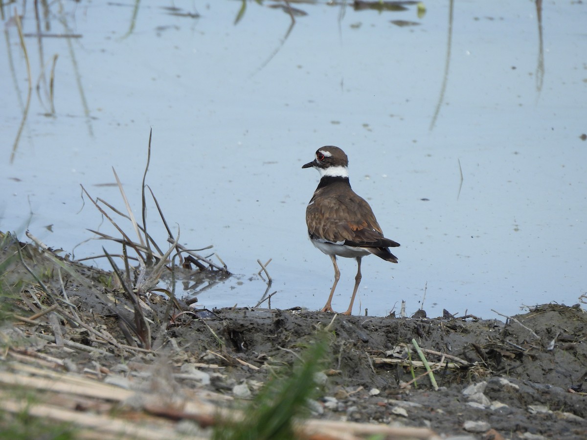 Killdeer - ML620285098