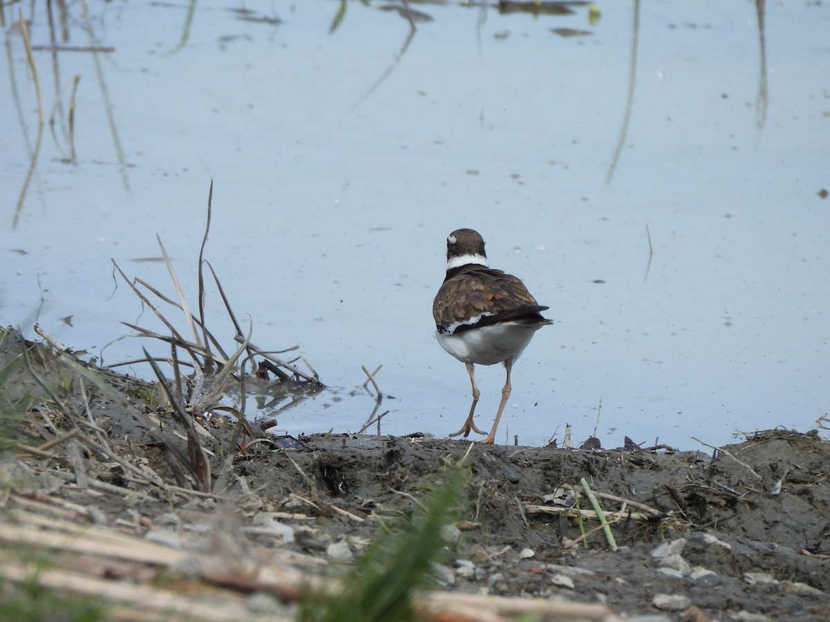 Killdeer - Francois Lampron