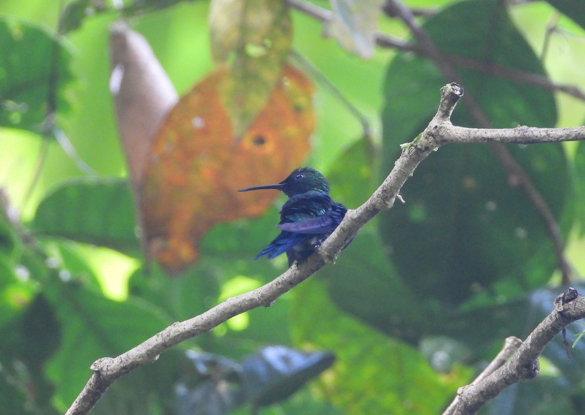 kolibřík vidloocasý - ML620285101