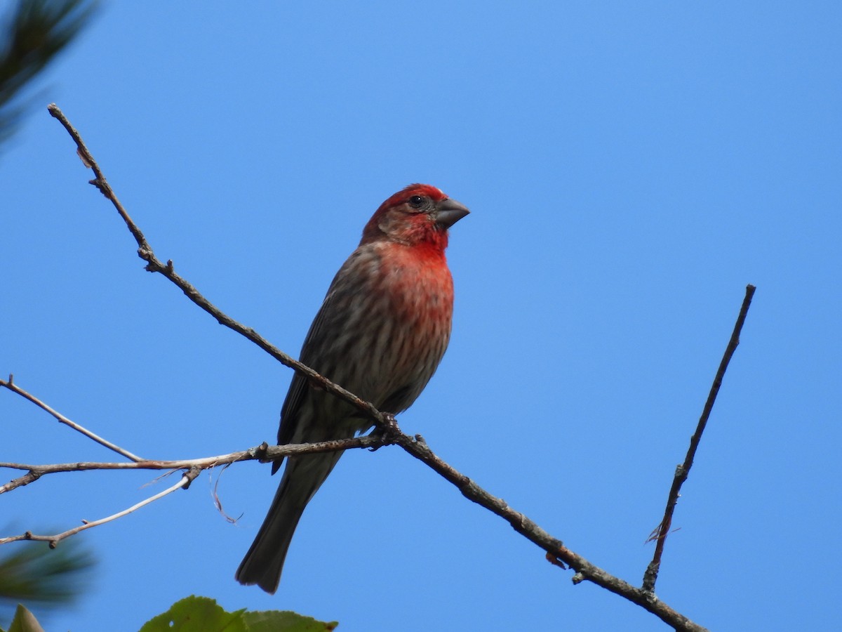 House Finch - ML620285103