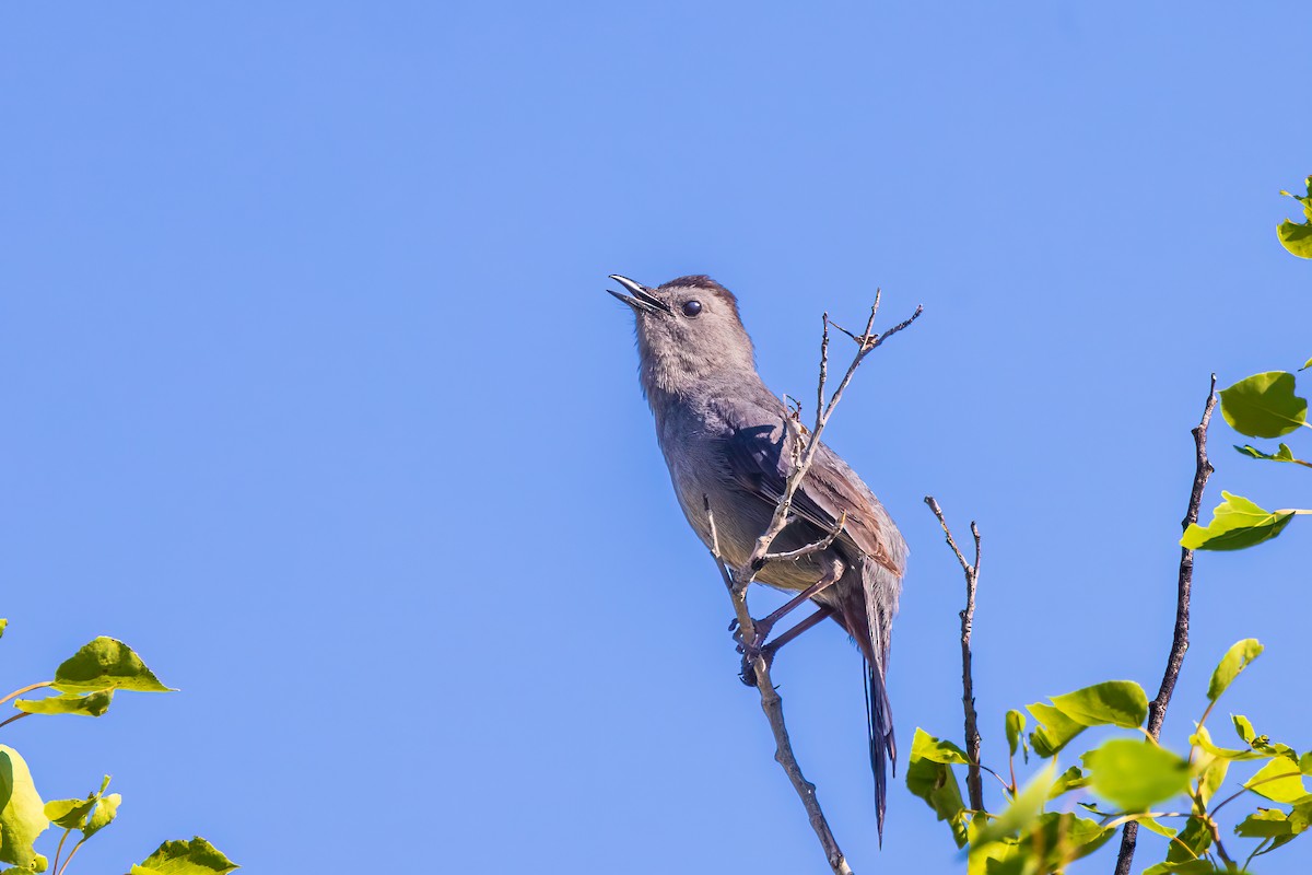 Pájaro Gato Gris - ML620285113