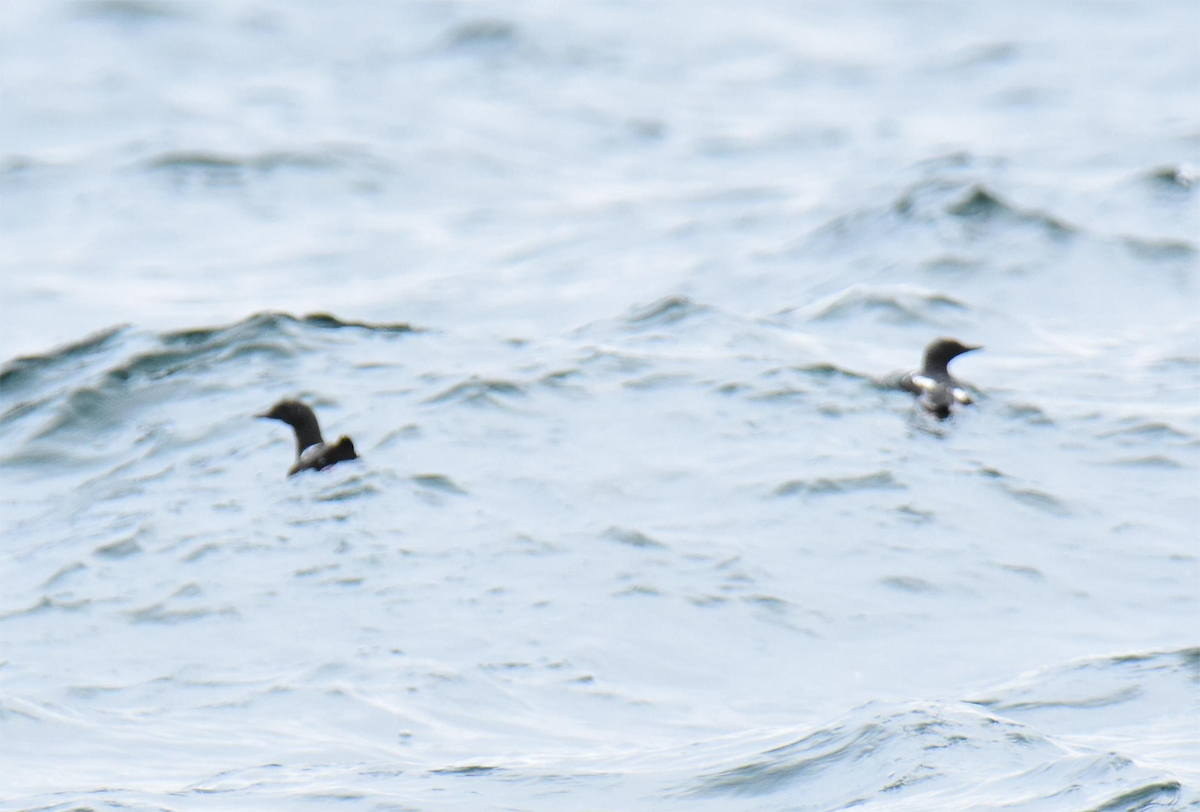 Black Guillemot - ML620285114