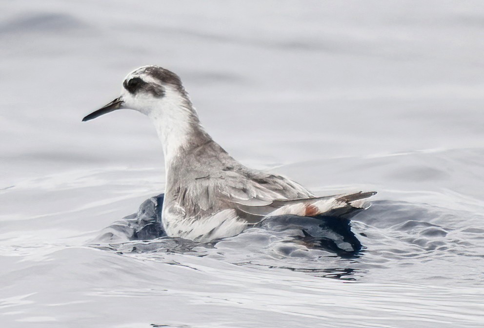 Red Phalarope - ML620285123