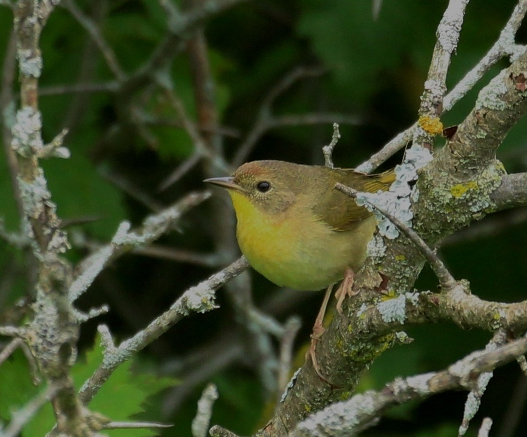 Common Yellowthroat - ML620285124