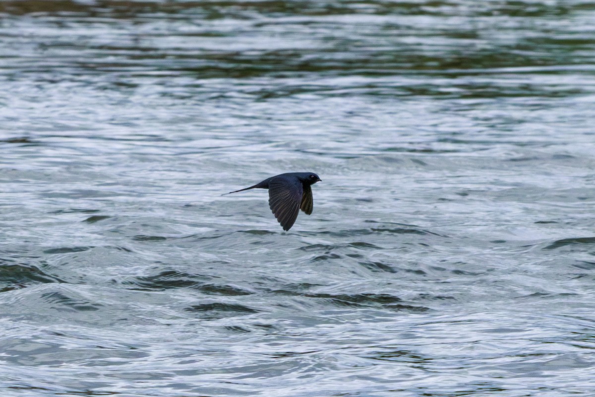 White-banded Swallow - ML620285128