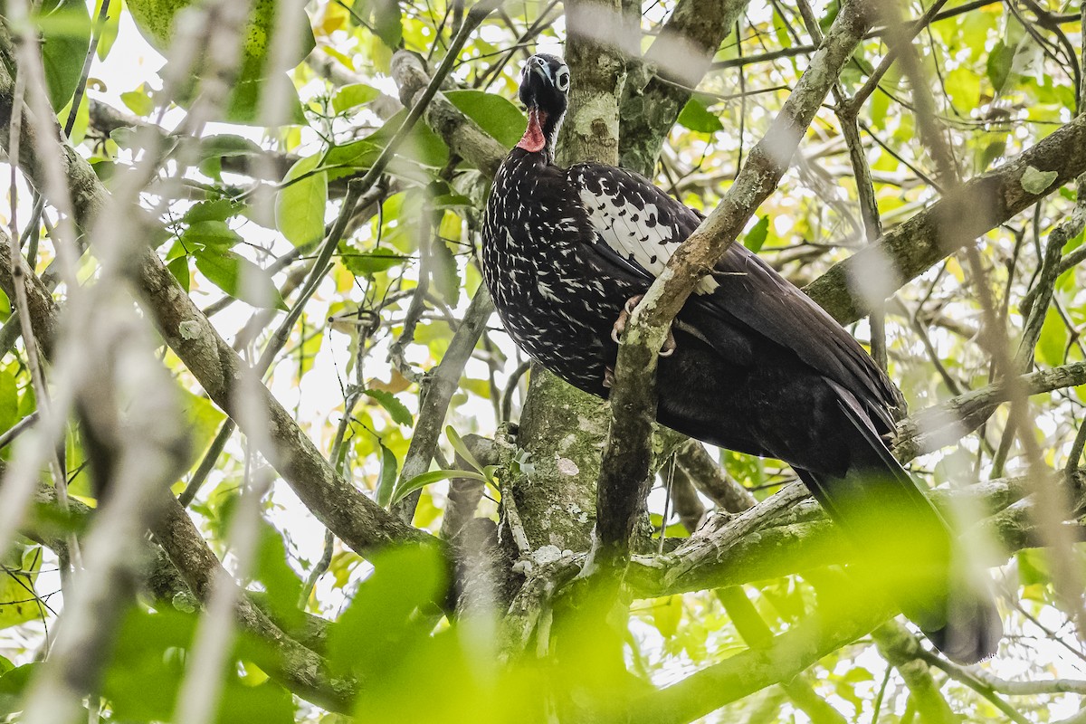 Black-fronted Piping-Guan - ML620285129