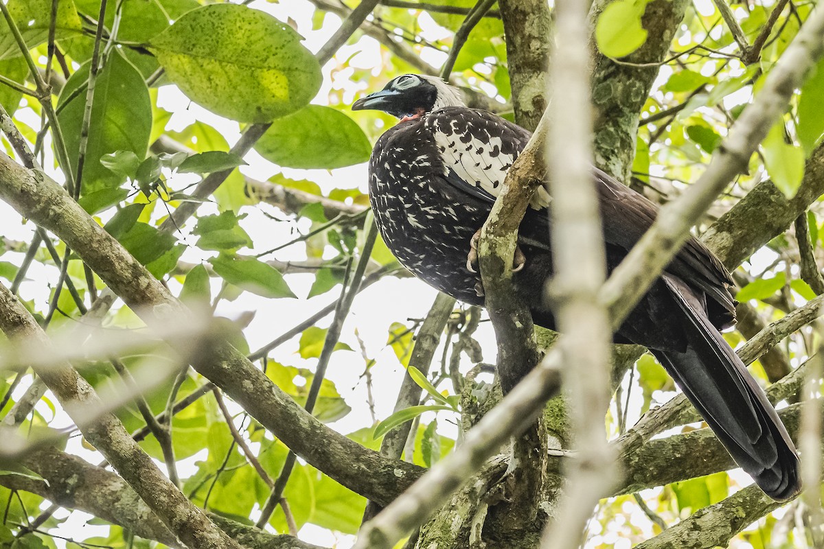 Black-fronted Piping-Guan - ML620285130