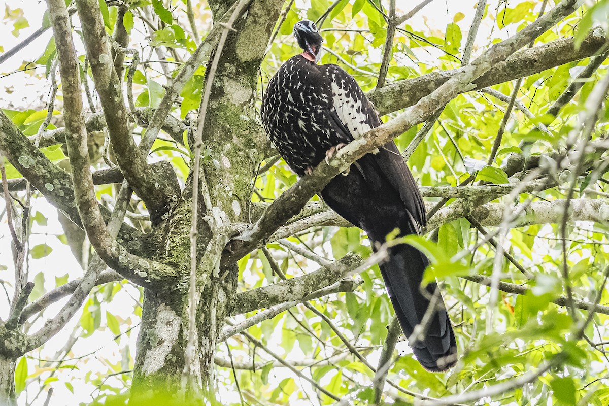 Black-fronted Piping-Guan - Amed Hernández