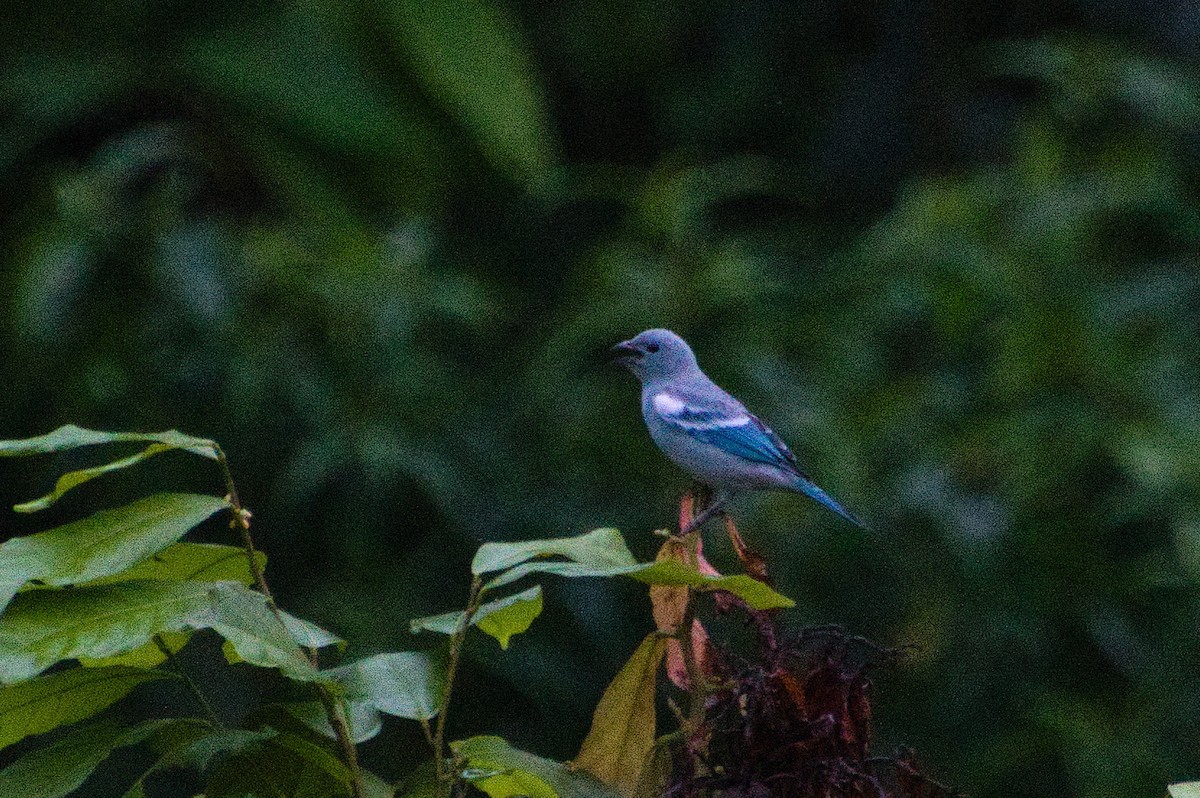 Blue-gray Tanager (White-edged) - ML620285132