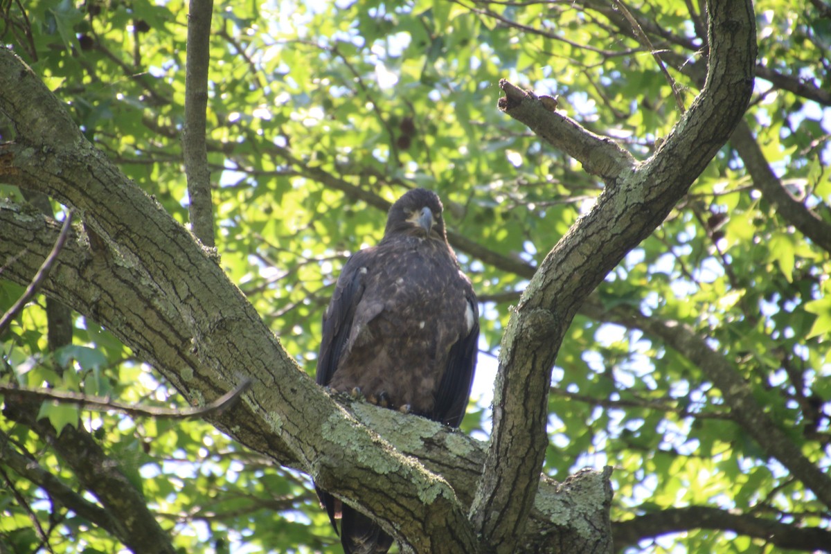 Bald Eagle - ML620285133