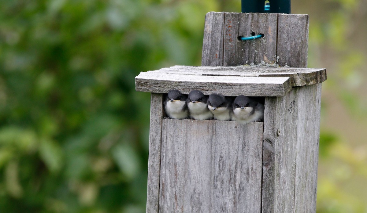 Golondrina Bicolor - ML620285135