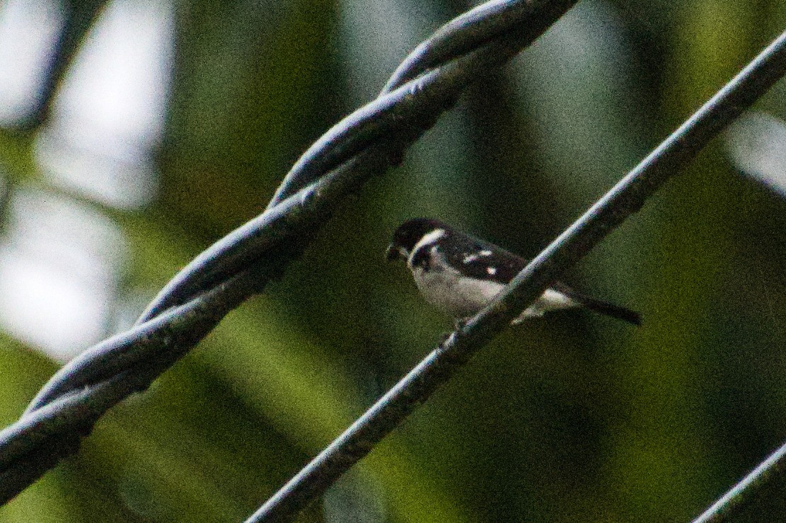 Wing-barred Seedeater (Caqueta) - ML620285136