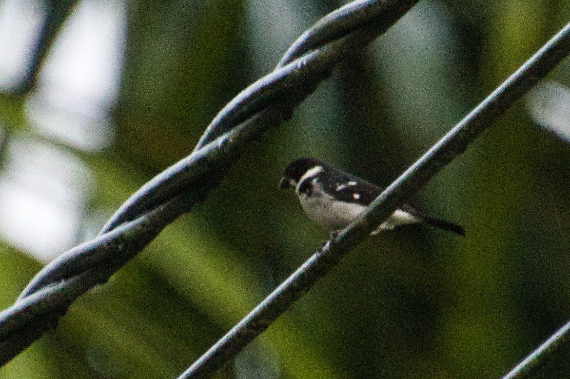 Sporophile à ailes blanches (murallae) - ML620285136