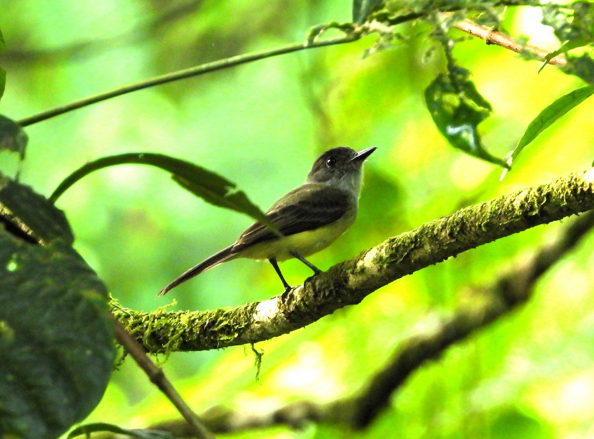 Dusky-capped Flycatcher - ML620285140