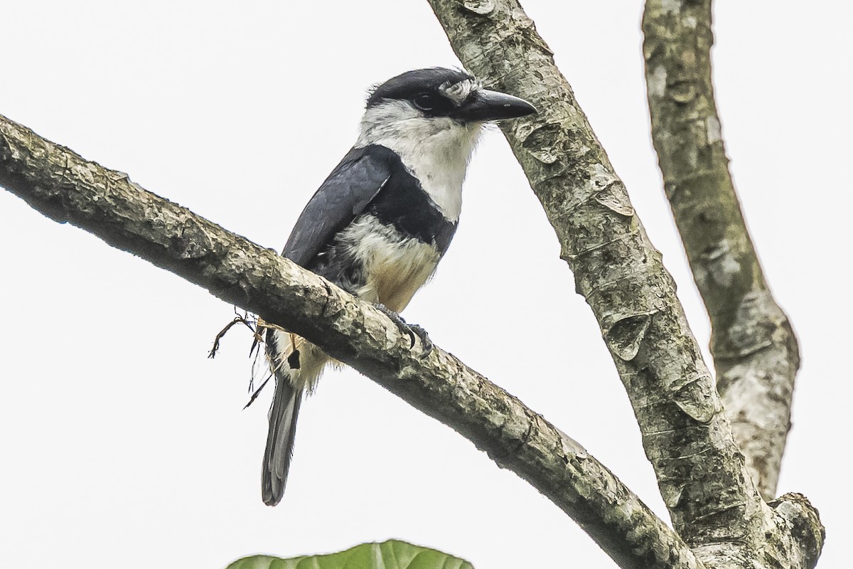 Buff-bellied Puffbird - Amed Hernández